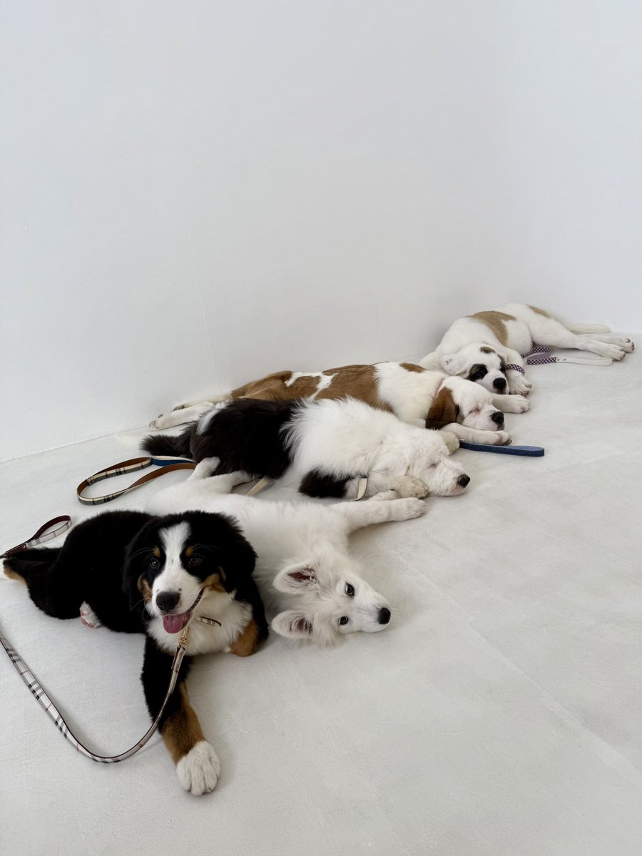 犬席屋 tweet media