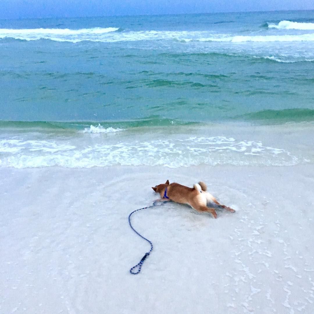 ハブちゃん➡️HiFurry tweet media