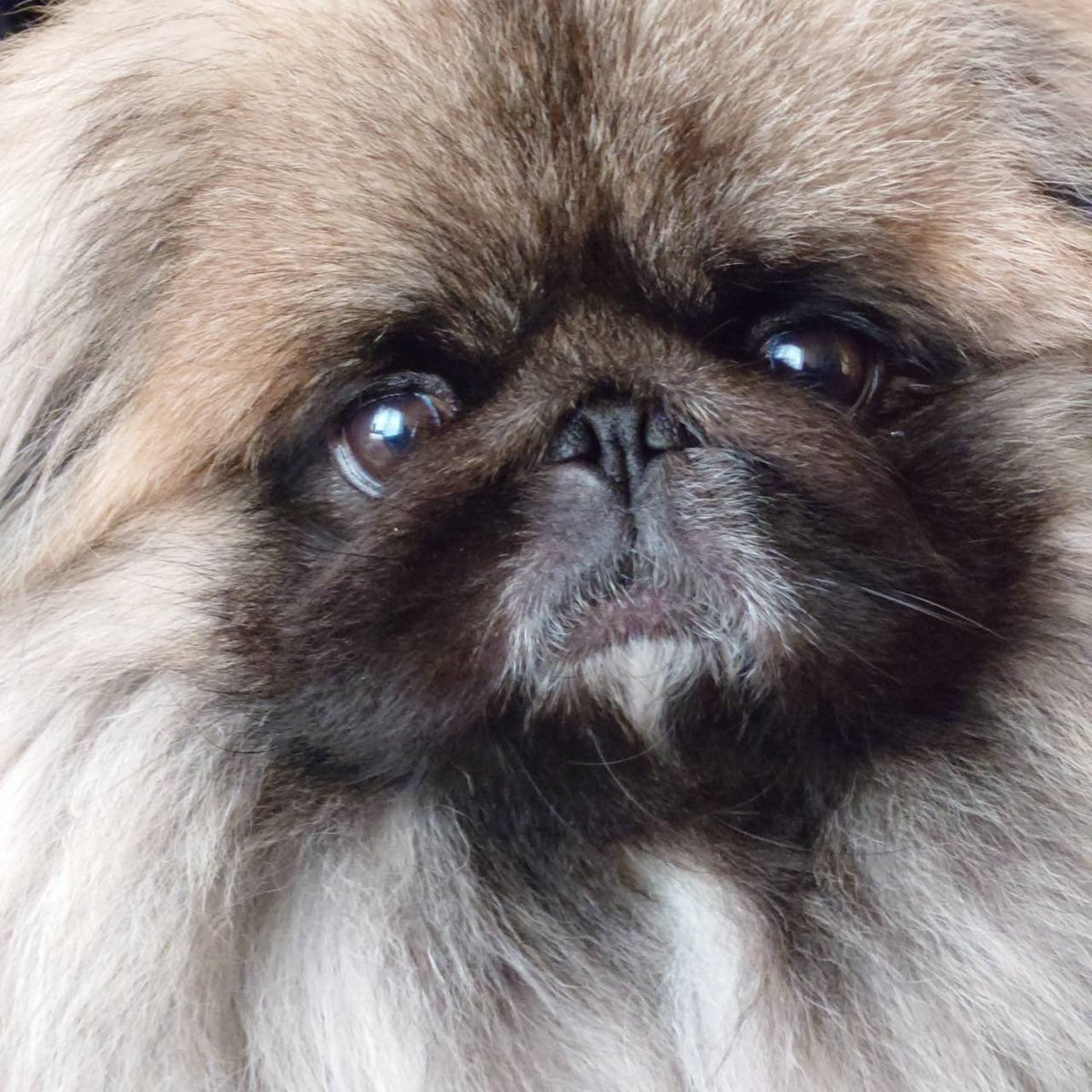 🍔ぷろしゅーと🍟 tweet media