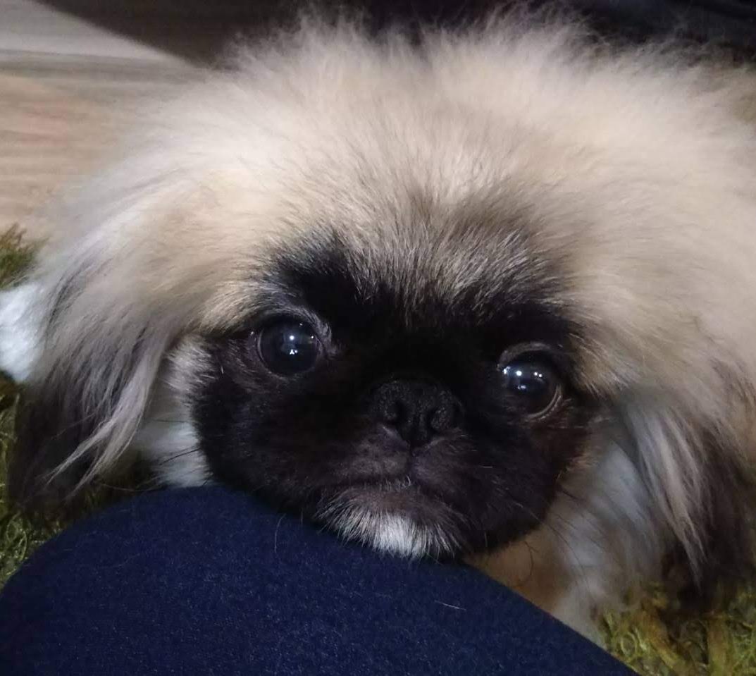 🍔ぷろしゅーと🍟 tweet media