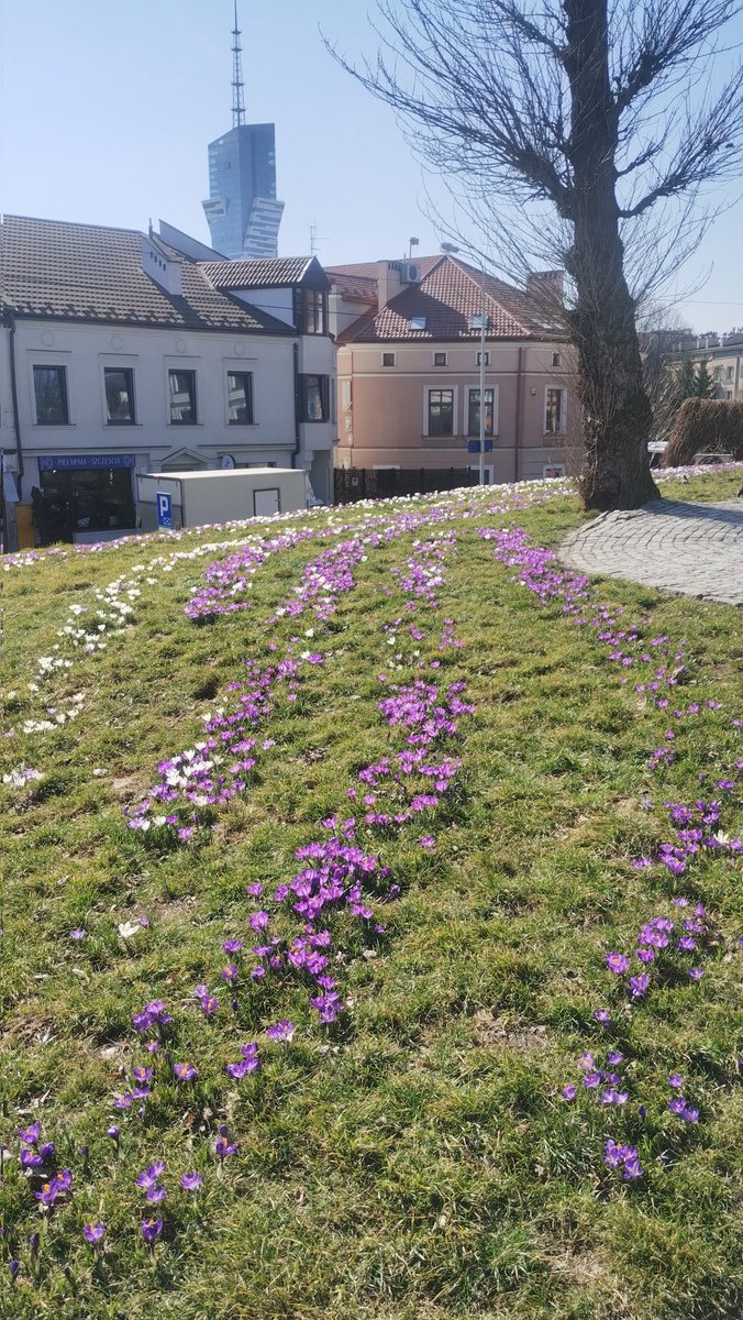 Podkarpacie, Rzeszów, Plac Cichociemnych, hokus krokus.