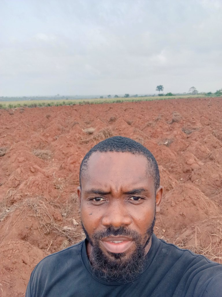 Chukwunonso (Farmer) tweet media
