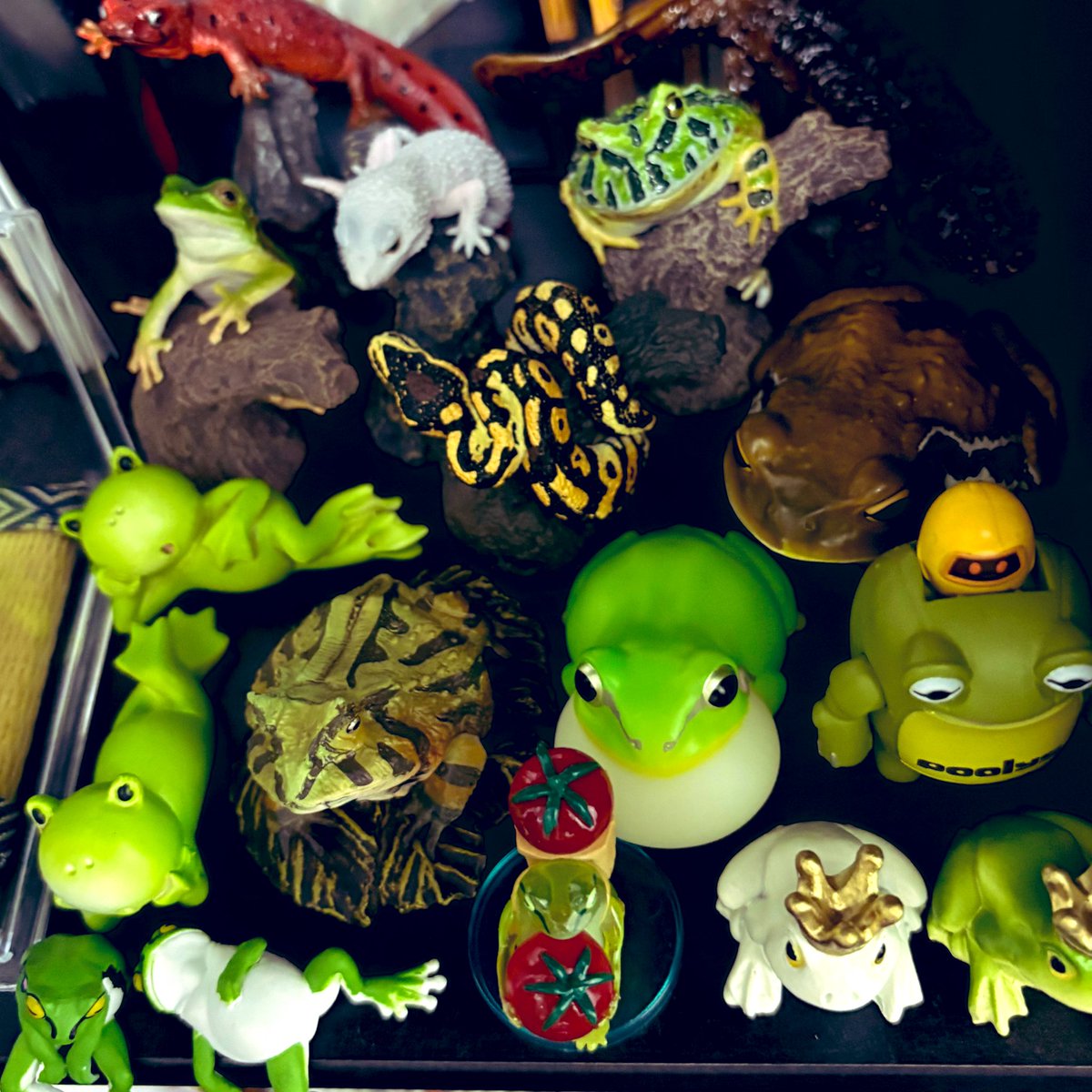 馬の話ばっかりしてるけど爬虫類両生類も好きでして