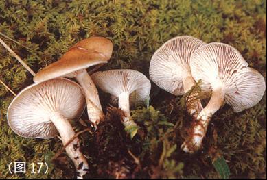 jeramiah tweet media