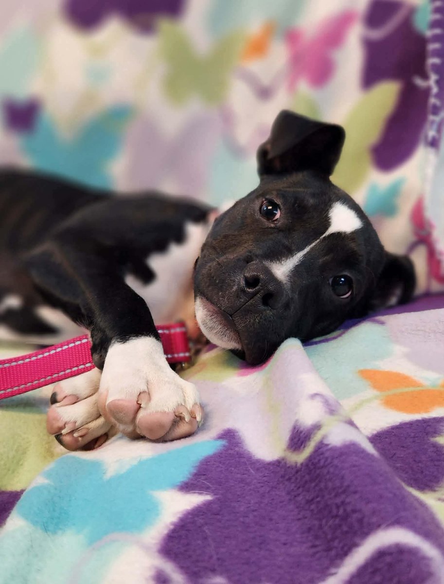 Disabled Paws🎗💛 tweet media