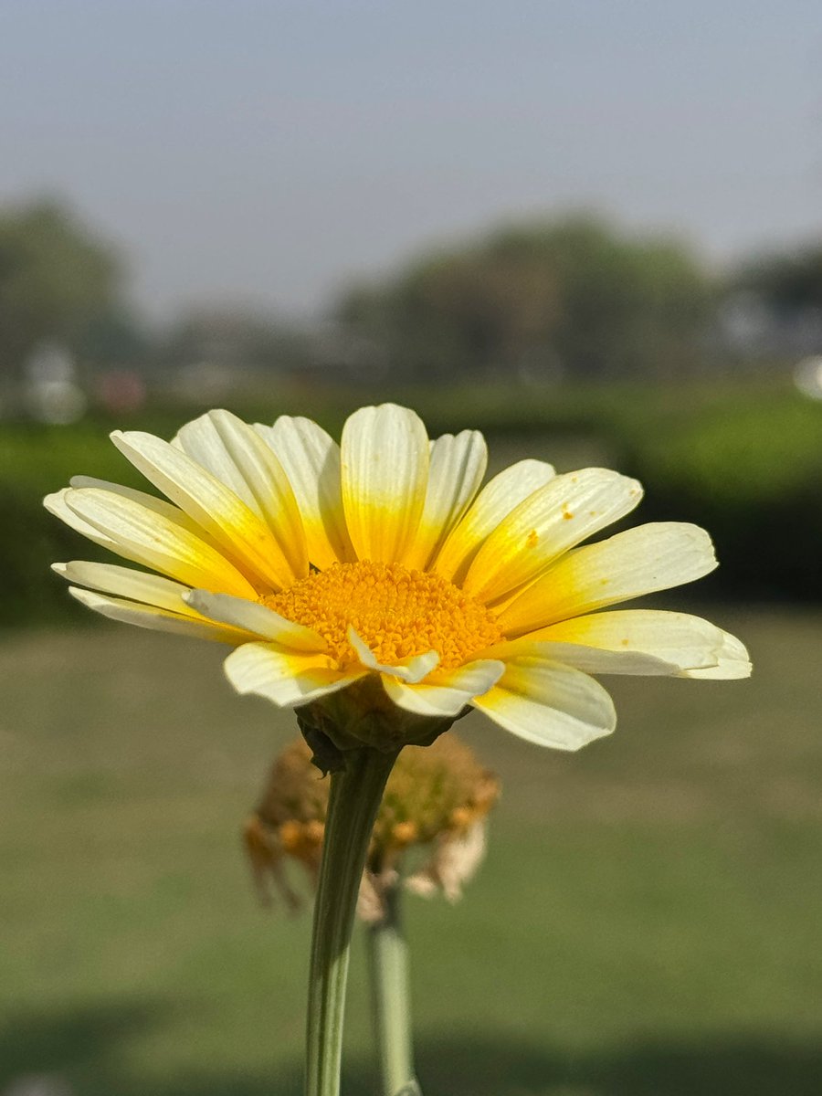 NEETAS11's tweet image. Fresh breeze …blooming flowers ! #springseason 🏃‍♀️ #Sonthmubarak !