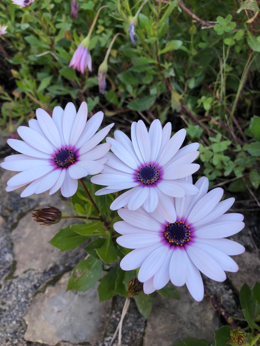 Marie Nassar tweet media