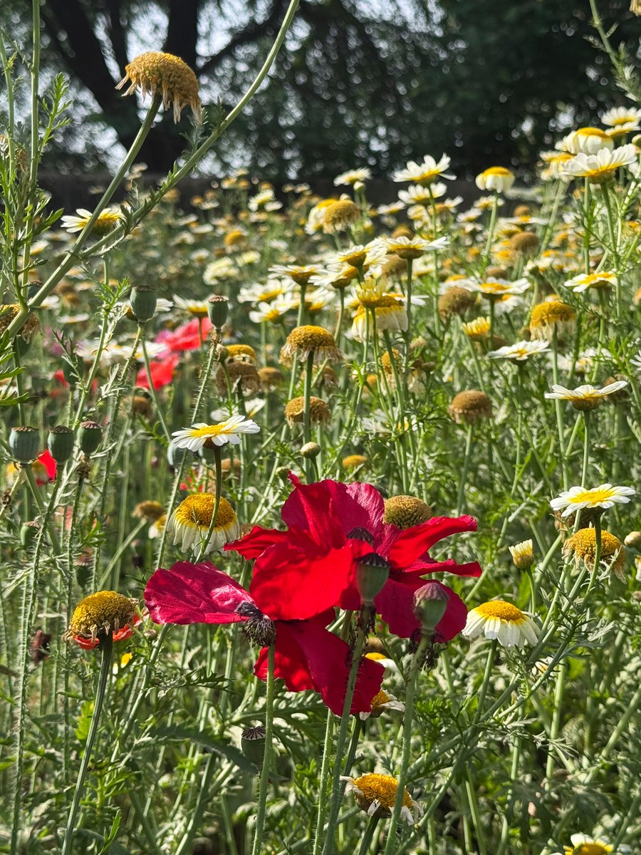 NEETAS11's tweet image. Fresh breeze …blooming flowers ! #springseason 🏃‍♀️ #Sonthmubarak !