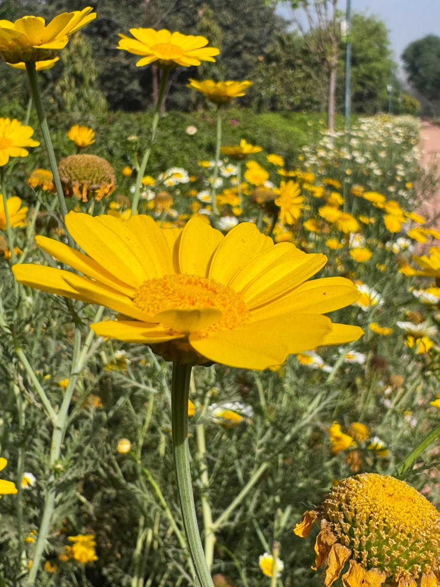 NEETAS11's tweet image. Fresh breeze …blooming flowers ! #springseason 🏃‍♀️ #Sonthmubarak !