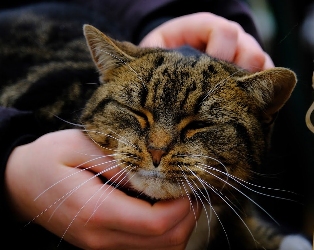 (Amanda)
I loved having all the fuss from Cara, it made me feel so relaxed.
I've heard that some humans like having this sort of fuss too. They call it 'massage' but I don't think it involves as many chin-rubs as mine did.
Betty says that Auntie Rachel's photos make me look like