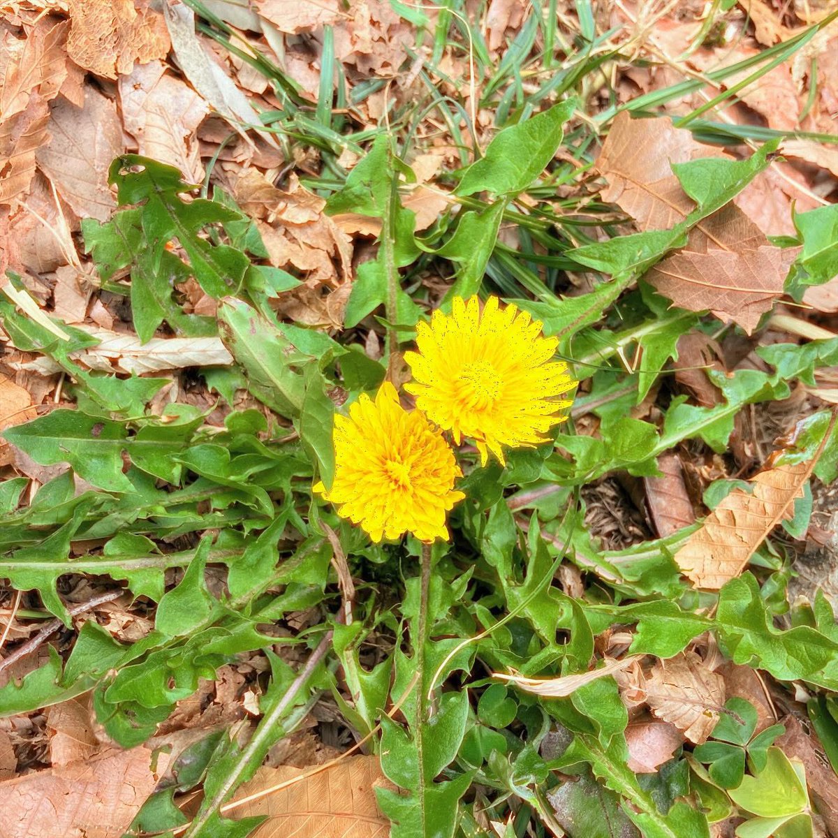 かんちく たかこ tweet media