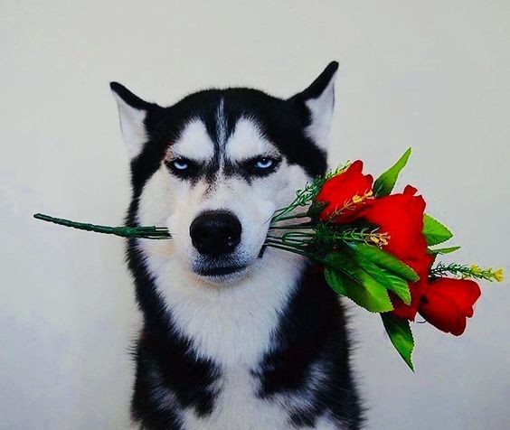 I missed Valentine's day and your bday. But, today I can give you this, <a href="/pethrified/">elsa.</a>