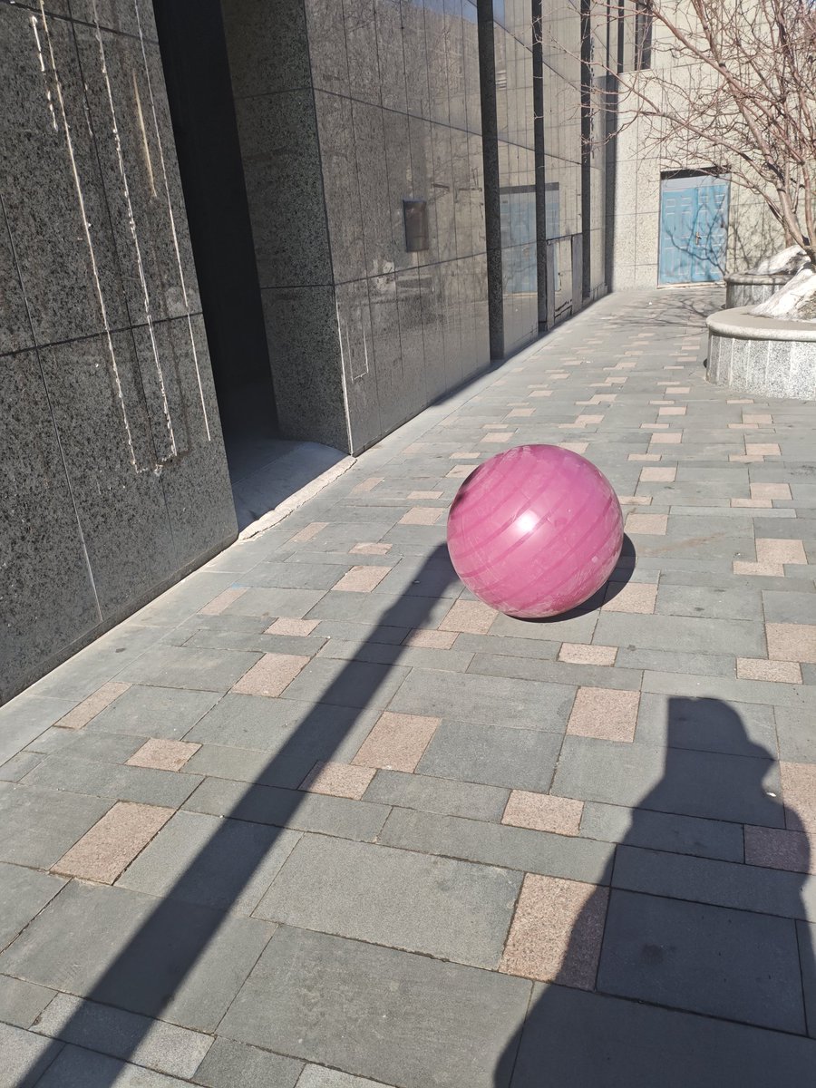 新西兰大肥鸠kererū tweet media