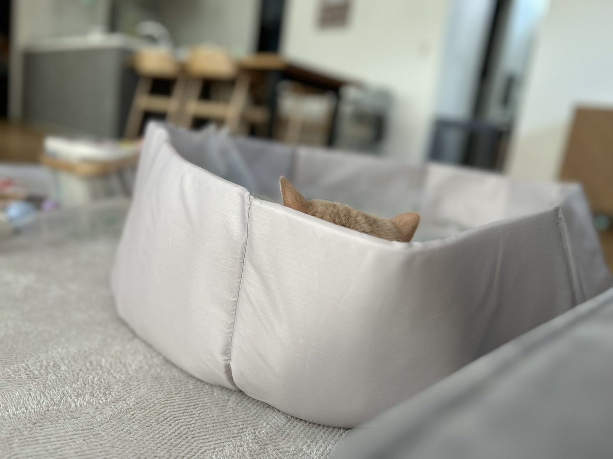 グリとグラとジル🐾 tweet media