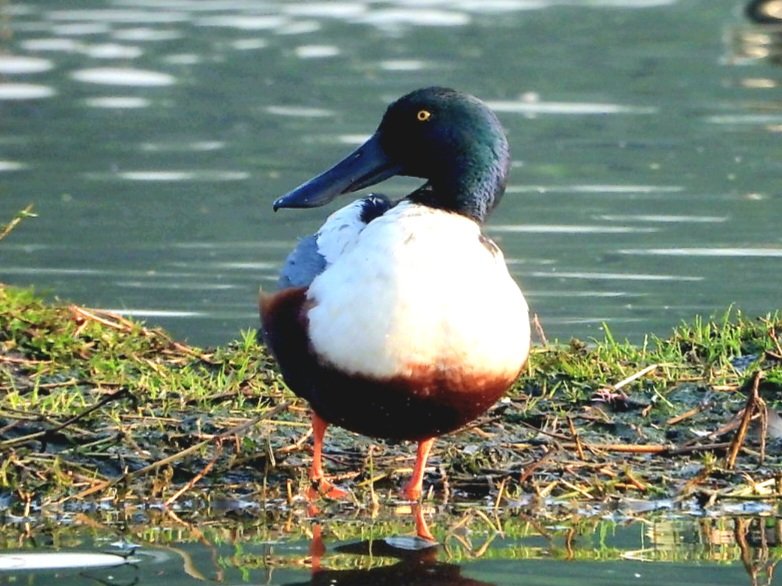 anu mathur tweet media