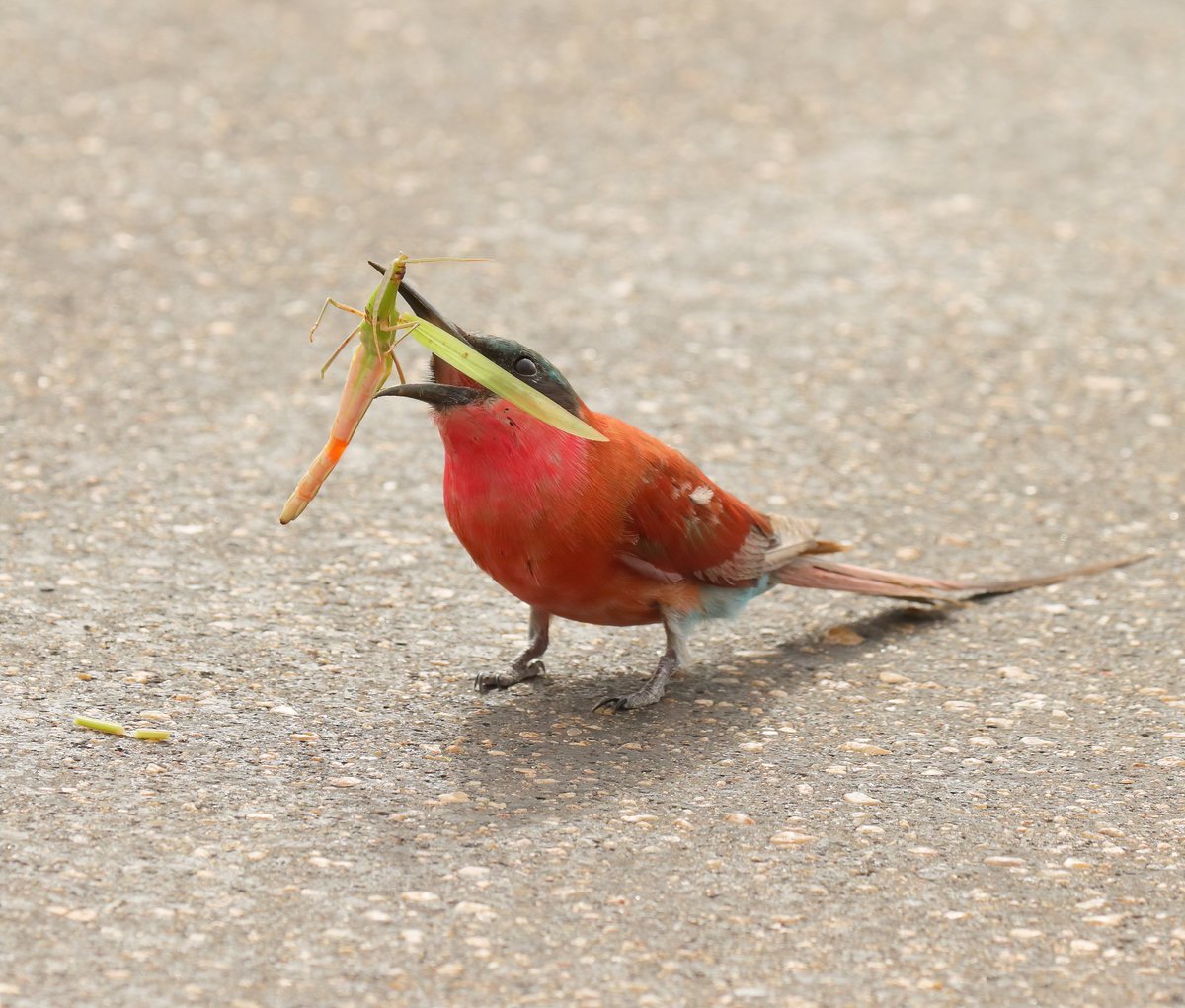 Tony Johnstone tweet media