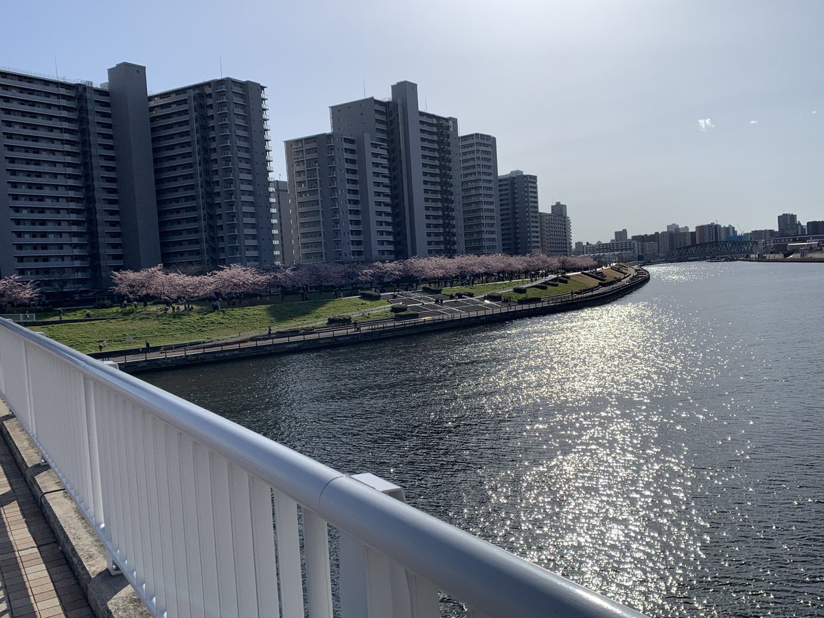 Parro_66's tweet photo. 早、千住汐入大橋からの眺め
隅田川右岸の桜、満開 https://t.co/rZyGMYQ9zN