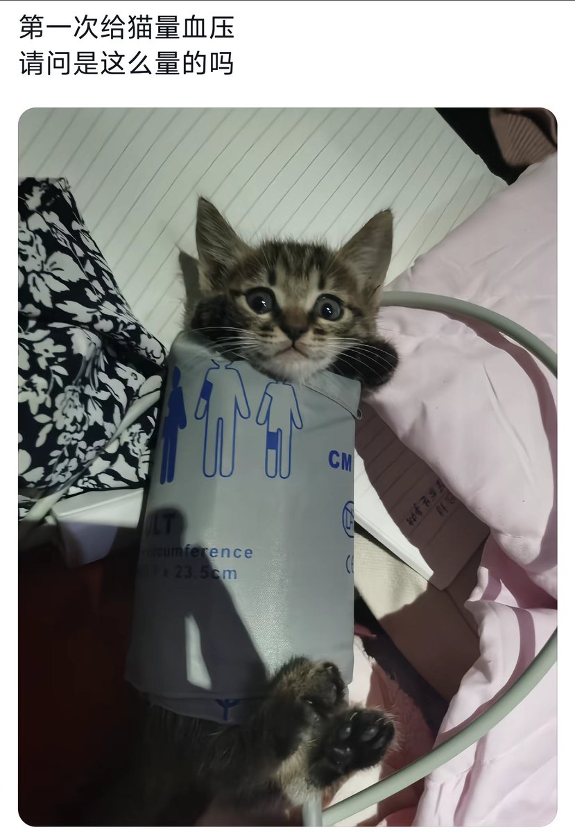 清洛😺 tweet media