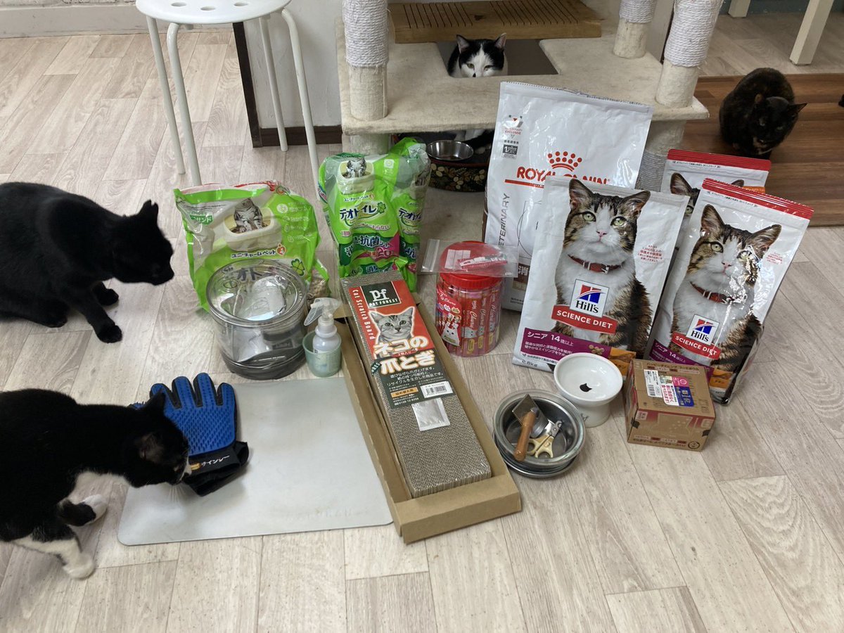 【ご支援品】
O様より猫グッズやフードのご支援品をいただきました！
さんまちゃんがキャットタワーの中から
ひょっこり覗いています🤣
ありがとうございます💞✨

 #ご支援品 
 #感謝
 #ありがとうございます