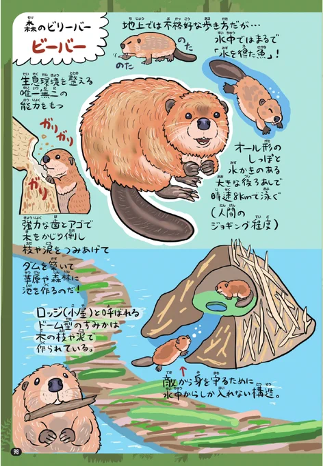 ピクサー新作『私がビーバーになる時』公開記念で、拙著『ゆかいないきもの超図鑑』よりビーバー図解を公開。
ガッツリいきもの映画なんだろうなとは思ってましたが、思った以上に生態系映画だったので、ビーバーが自然界で果たす役割を知っておくとさらに楽しいと思います。ダム爆破を食い止めよう! 