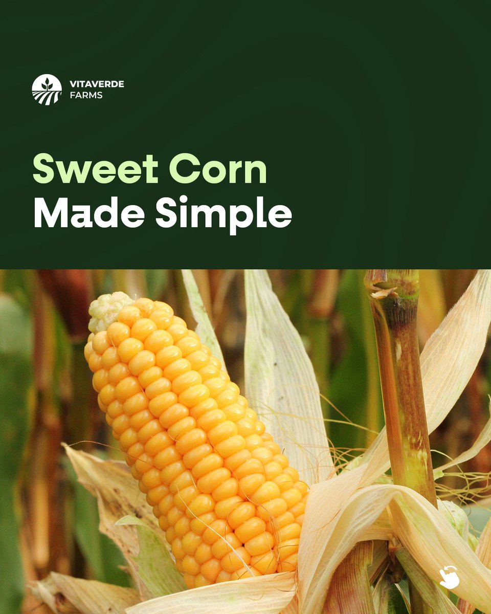 vitaverde0's tweet photo. Sweet corn is one of the easiest things to cook.
 Boil it, grill it, or add it to your meals.
Fresh sweet corn available in Accra.
Order on WhatsApp 
https://t.co/Bbpf3tqOLS
 #SweetCorn #FreshProduce #Accra #GhanaFood #VitaverdeFarms https://t.co/lU3Mk3mmGQ