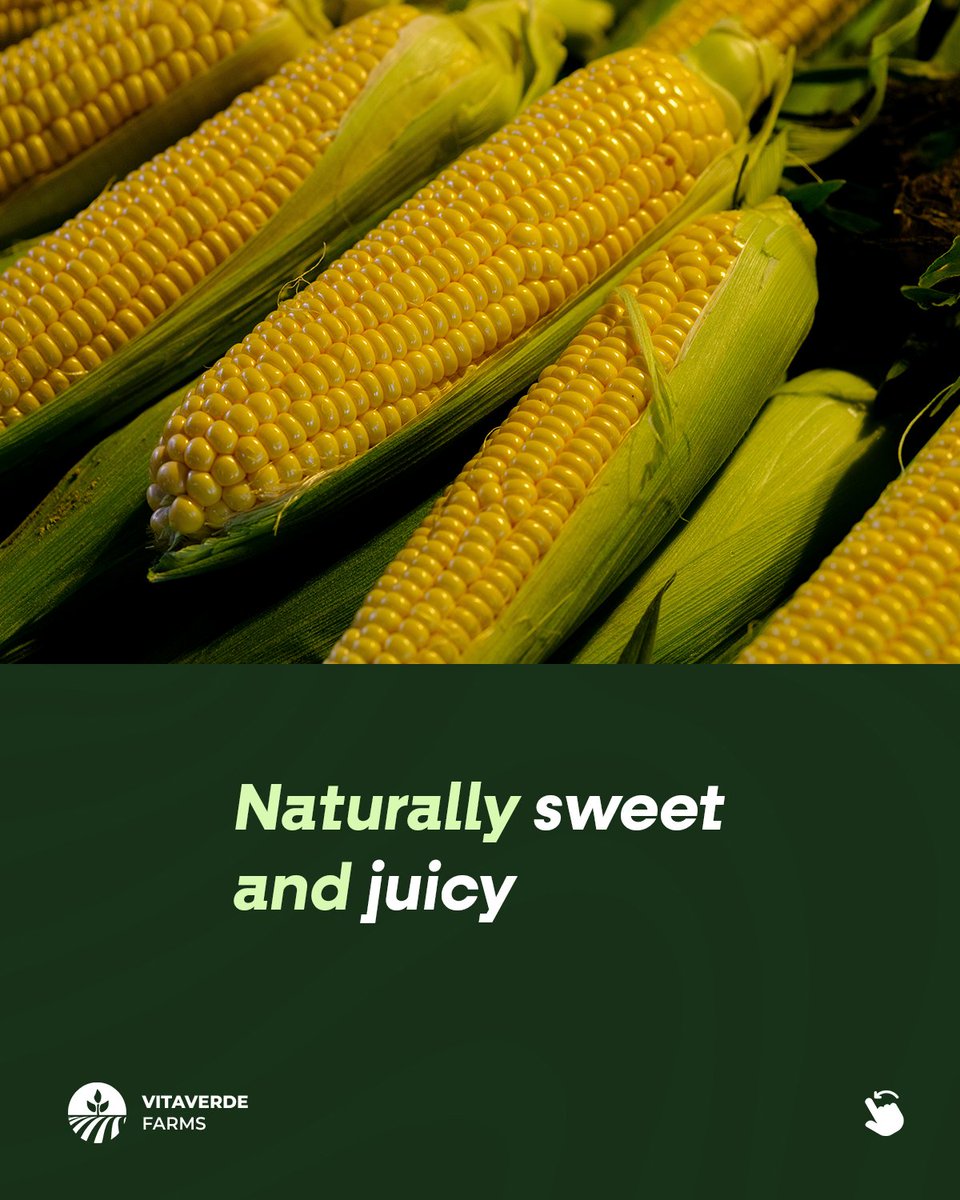 vitaverde0's tweet photo. Sweet corn is one of the easiest things to cook.
 Boil it, grill it, or add it to your meals.
Fresh sweet corn available in Accra.
Order on WhatsApp 
https://t.co/Bbpf3tqOLS
 #SweetCorn #FreshProduce #Accra #GhanaFood #VitaverdeFarms https://t.co/lU3Mk3mmGQ