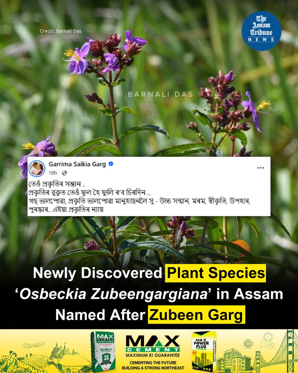 A newly discovered plant species from Assam has been named after celebrated Assamese singer Zubeen Garg, marking a rare tribute from the world of botany to a cultural icon of the region.

The species, Osbeckia zubeengargiana, was described by researchers from the Botany