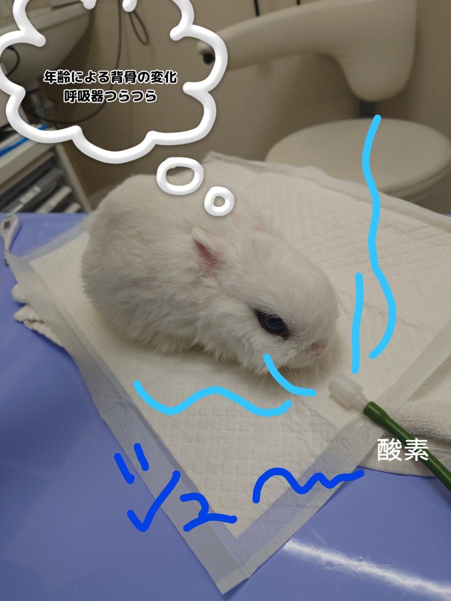 人生の中で一番大切に育ててきた7歳
3月11日お空へ🌈最後は腕の中で

酸素室借り
DXLIVEだけじゃな間に合わない莫大な医療費、また動物病院近くへ引越し
🐰手術6回😭離婚決意この子がいたから大変でした

今まで応援して頂いた皆様ありがとう
最後まで私もこの子もやりきったよ

最後の2ショットです