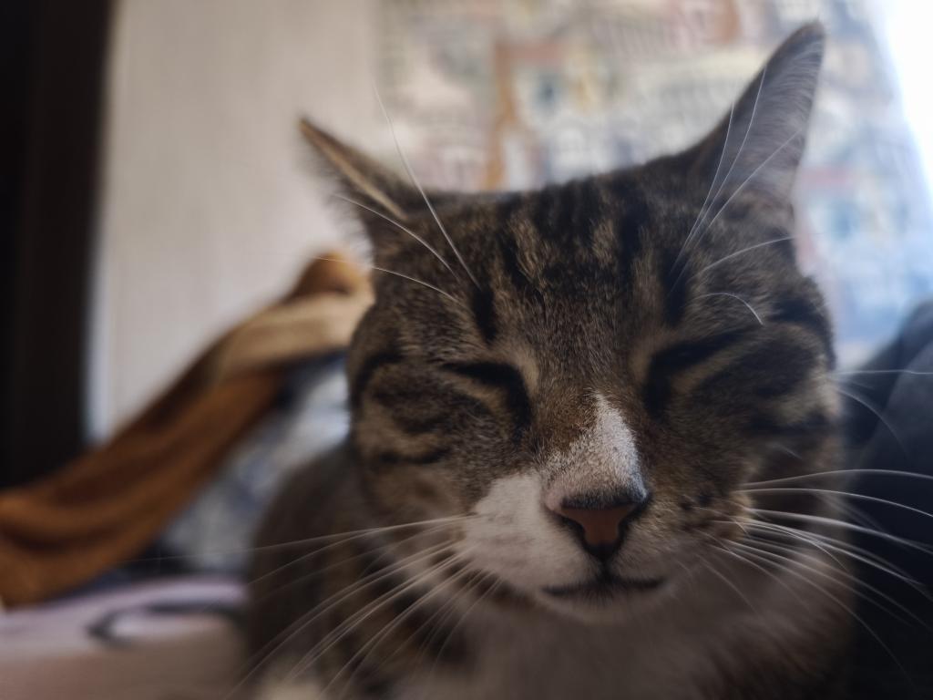 sam_igor86's tweet photo. Шабат шалом!
Внимание ⚠️
Моя кошЪка🐈‍⬛
Спасибо за внимание 😼 https://t.co/uXxjiaAZA4