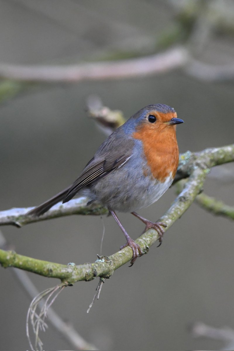 Neale Smith tweet media