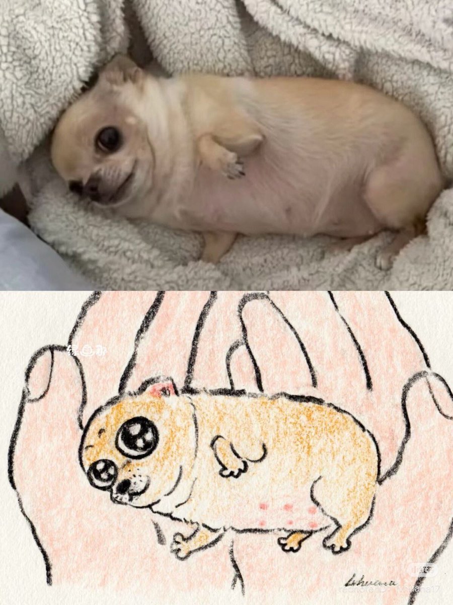 everything dogs 🐶 tweet media