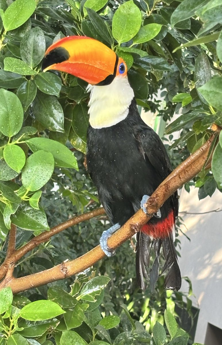 千葉市動物公園【公式】 tweet media