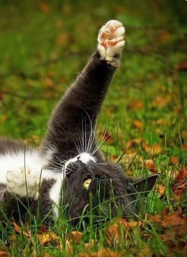 VERONICA tweet media