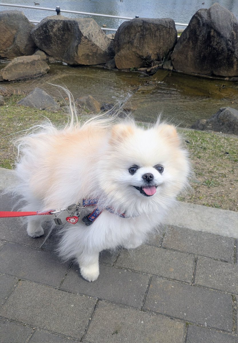 Lefrancルフラン tweet media