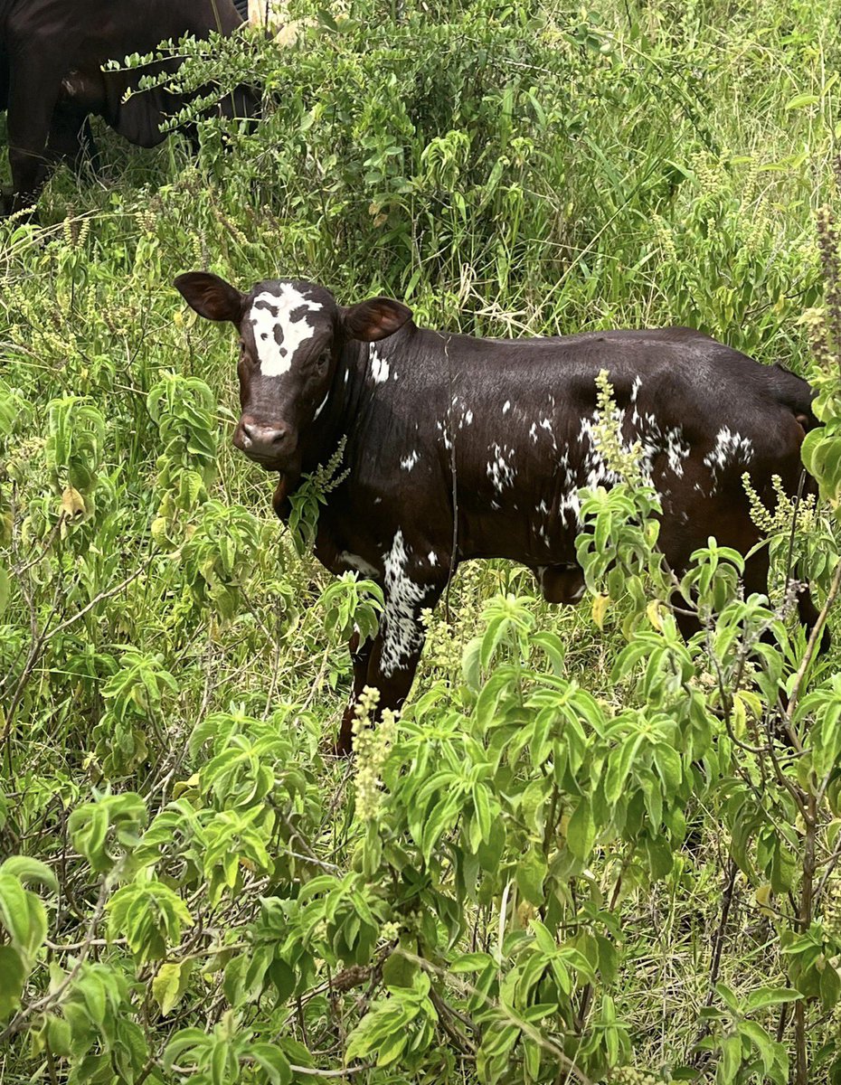 Nyakashagazi FARM🐄 tweet media