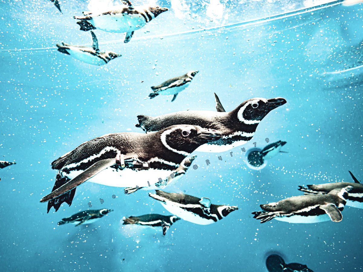 るるなっく tweet media