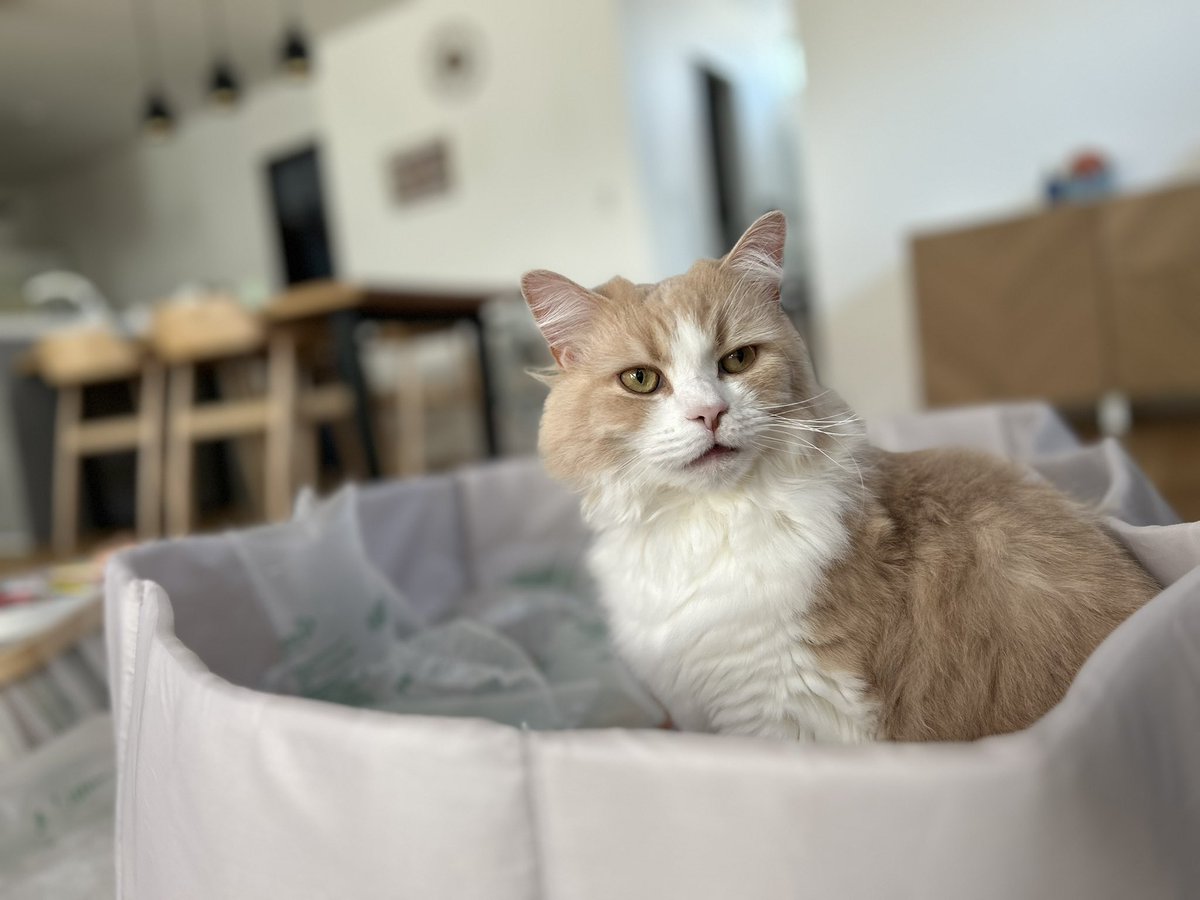 グリとグラとジル🐾 tweet media