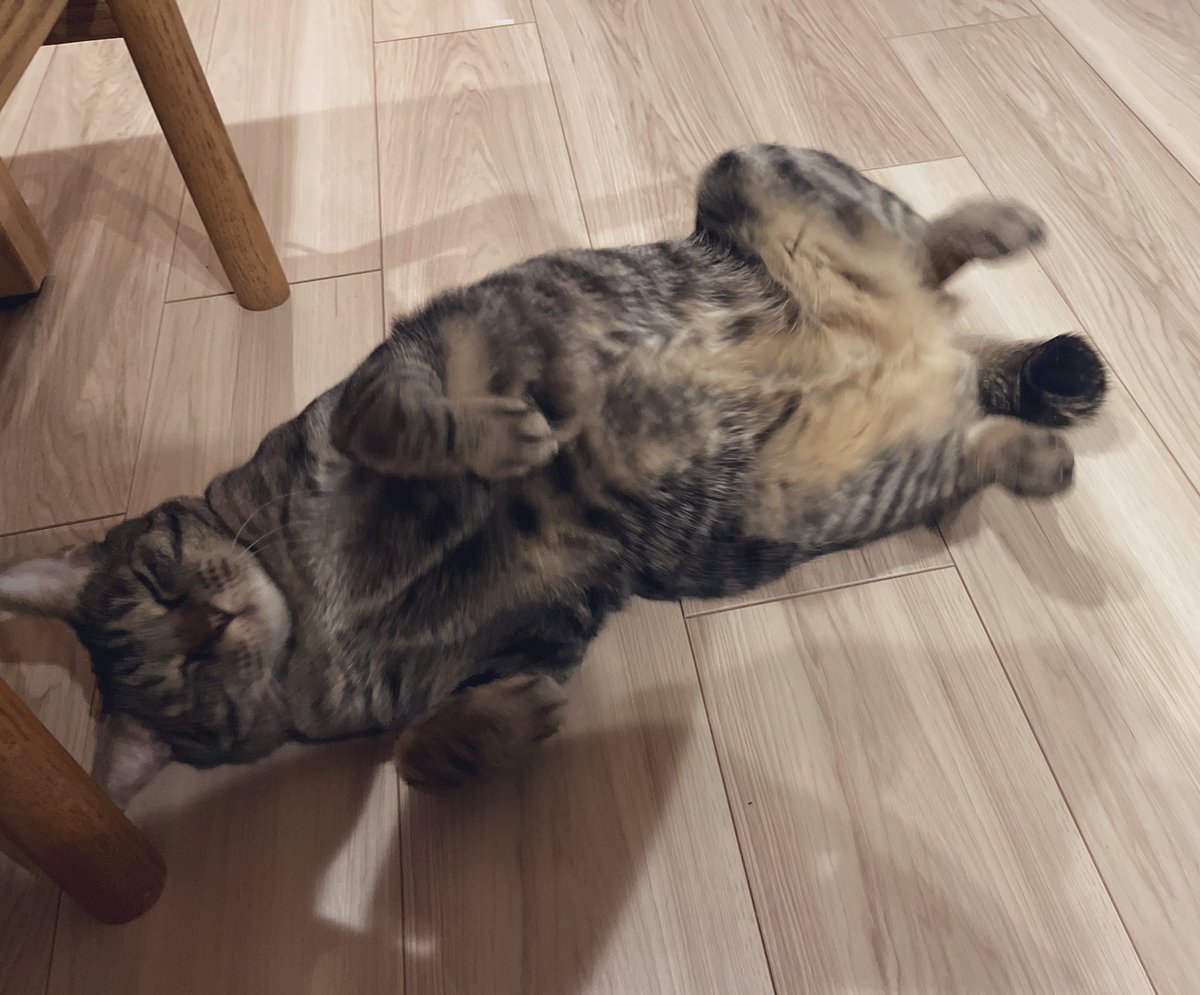 まんなたぬき tweet media