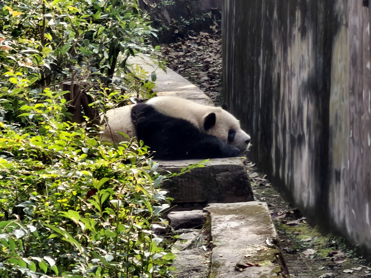 greenlighttrav's tweet photo. 🐼ปิดเทอมนี้หรือทริปหน้า... พากันไปหา "น้องก้อนขน" ที่เฉิง
ดูกันเถอะ! #ChengduPandaBase #เที่ยวจีน #เฉิงตู #ไฟเขียวเที่ยวได้ #ทริปครอบครัว #เที่ยวต่างประเทศ #ChinaTravel #แพนด้า #ศูนย์วิจัยและเพาะเลี้ยงแพนด้ายักษ์ https://t.co/EGXjS1KOpL