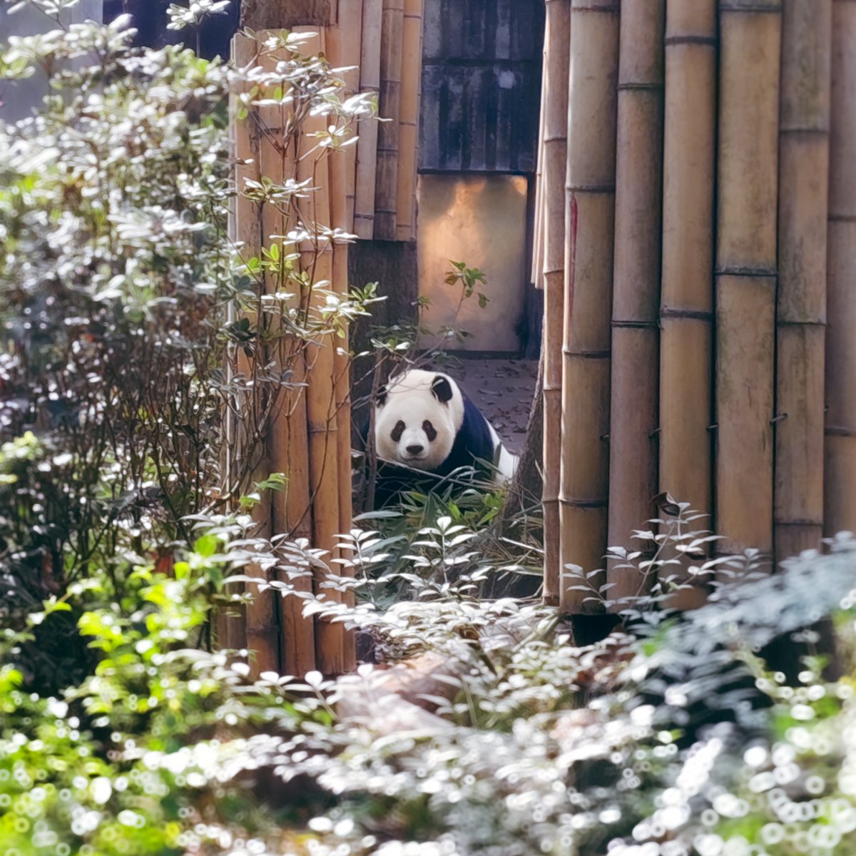 greenlighttrav's tweet photo. 🐼ปิดเทอมนี้หรือทริปหน้า... พากันไปหา "น้องก้อนขน" ที่เฉิง
ดูกันเถอะ! #ChengduPandaBase #เที่ยวจีน #เฉิงตู #ไฟเขียวเที่ยวได้ #ทริปครอบครัว #เที่ยวต่างประเทศ #ChinaTravel #แพนด้า #ศูนย์วิจัยและเพาะเลี้ยงแพนด้ายักษ์ https://t.co/EGXjS1KOpL