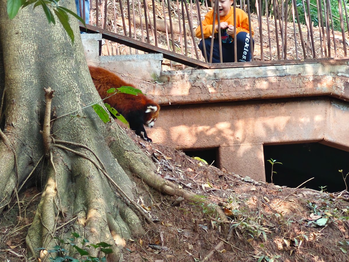 greenlighttrav's tweet photo. 🐼ปิดเทอมนี้หรือทริปหน้า... พากันไปหา "น้องก้อนขน" ที่เฉิง
ดูกันเถอะ! #ChengduPandaBase #เที่ยวจีน #เฉิงตู #ไฟเขียวเที่ยวได้ #ทริปครอบครัว #เที่ยวต่างประเทศ #ChinaTravel #แพนด้า #ศูนย์วิจัยและเพาะเลี้ยงแพนด้ายักษ์ https://t.co/EGXjS1KOpL
