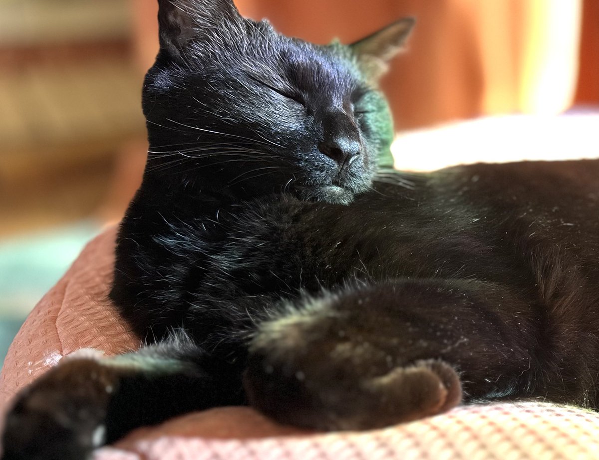 さんぬこさん tweet media