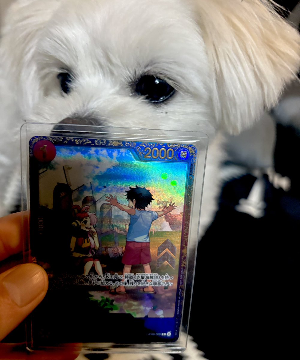 迷い犬という名の飼育放棄
迷い犬ってうたえば済む話ちゃう
事故に遭ったらその子がどんな姿になるか
想像しろ

適当
管理不足
飼い主失格

リポストから１名様に
迷い犬ポスト正直苛立つ
一つでも減らしたい
無能にも程がある
別に犬好きじゃなくていいです
トレカ当たれば感覚でいいです