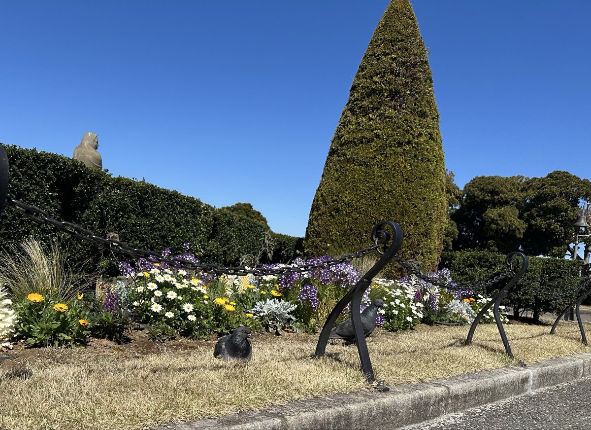 山下公園まで行って、ハト氏に夢中