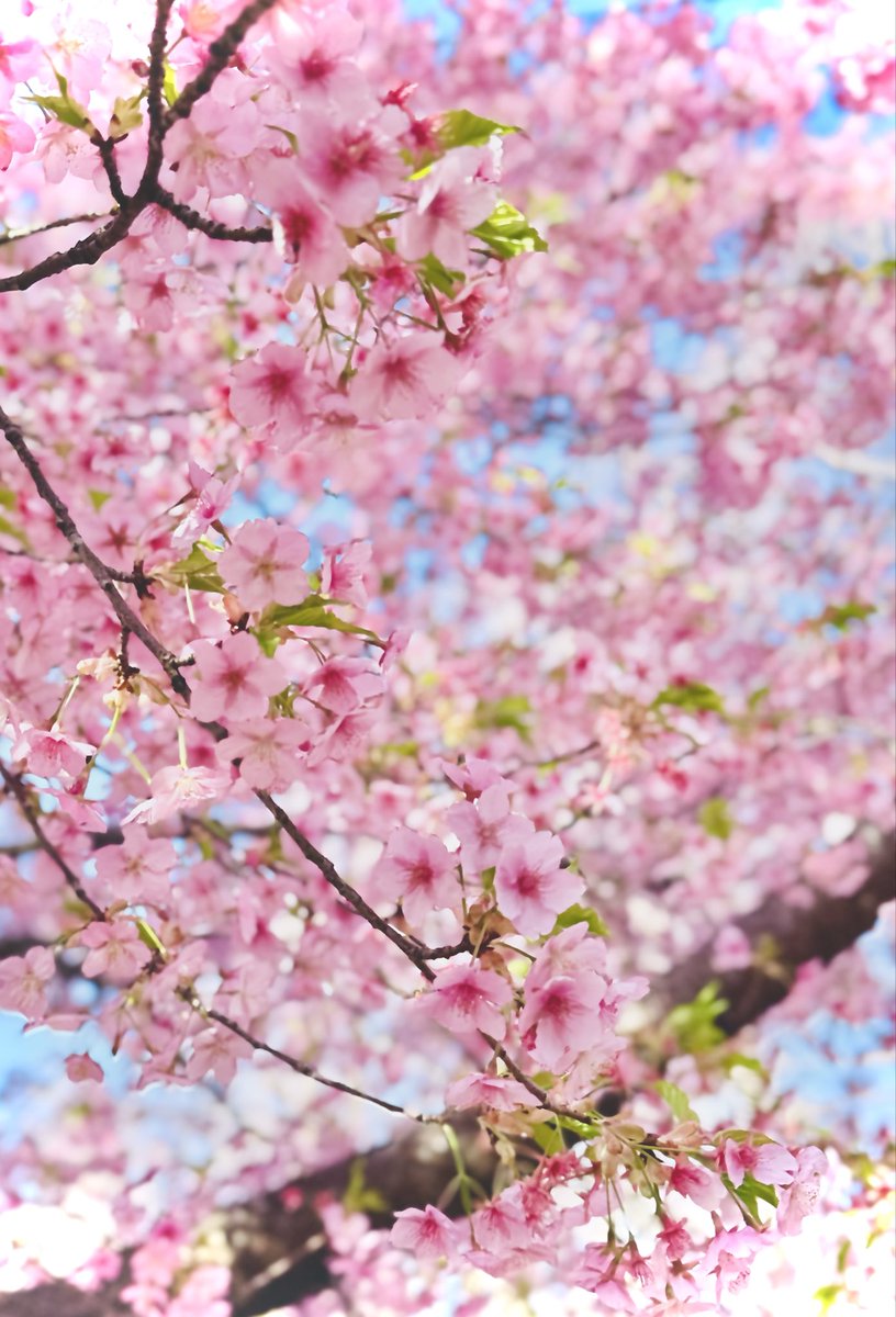 🅷🅰🆁🆄 ੯•`໒ tweet media