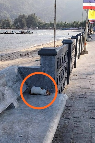 น้องอาการแย่แล้ว‼️วอนขอความช่วยเหลือด่วนให้น้องแมวป่วยหนัก นอนซมลุกไม่ขึ้นสภาพยอมแพ้ชีวิตแล้ว นอนซึมหมดเรี่ยวแรงลุกไปไหนไม่ได้อยู่บริเวณริมชายหาดแห่งหนึ่งในภูเก็ต มีพลเมืองดีท่านหนึ่งผ่านไปพบเจอน้องนอนนิ่งหายใจแผ่วอยู่ จึงได้รีบติดต่อขอความช่วยเหลือมาที่มูลนิธิฯของเราทันที