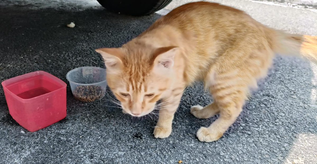 📌SHAH ALAM

011-23557452

OYEN MANJA FOR ADOPTION.. MUNGKIN PERNAH BERTUAN SBB MANJA N FAHAM BAHASA..TAPI JIRAN DH MULA KOMPLEN TAK SUKA OYEN NI KT SANA..BOLEH BANTU SELAMATKAN DIA?SY TAK MAMPU..SKRG OYEN TUMPANG BERTEDUH DLM PORCH JE.. SINI PUN ADA ANJING LIAR..