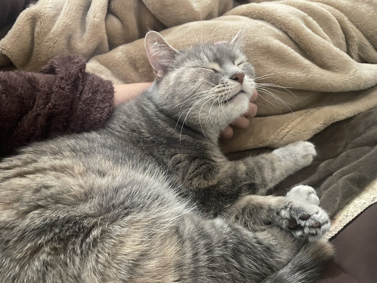 たりま姫 tweet media