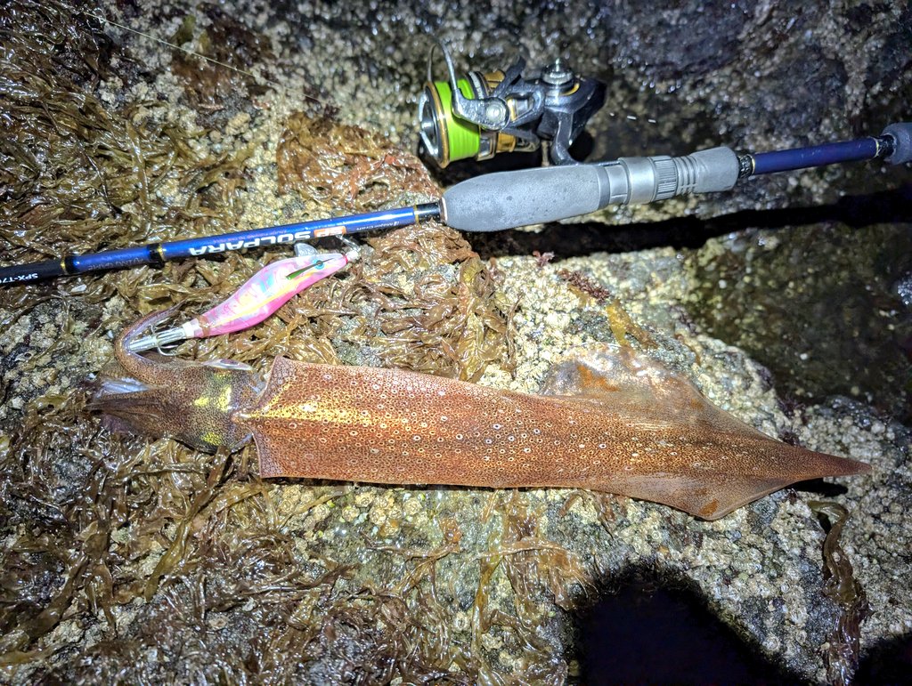 りゅーご🎣YouTube⇨フロムイオル tweet media