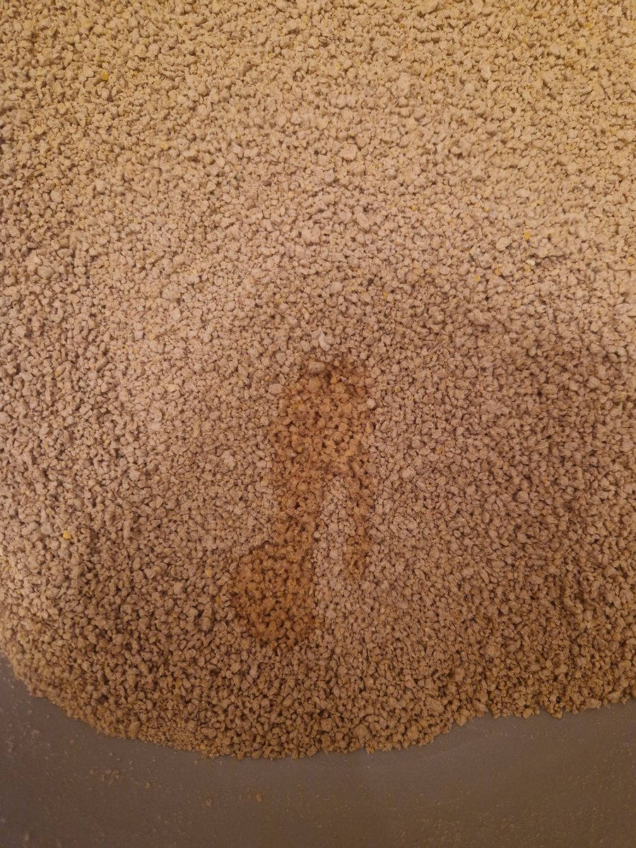 cebraAtopos's tweet photo. Me gustaria compartir la importancia que tiene el color de la arena a la hora de detectar problemas urinarios de nuestras mascotas. Hace tiempo que usaba arena marrón oscura y al cambiarla por una mas clara (en mi caso de color blanco) pude detectar sangre en la orina. https://t.co/iHqMR61jGz